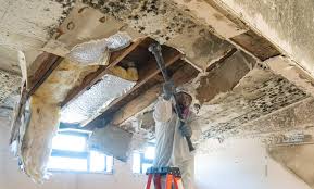 Best Environmental Consulting for Mold Prevention  in Layton, UT